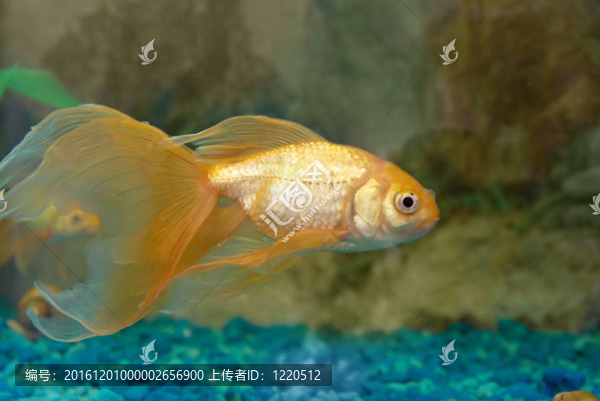 熱帶金魚
