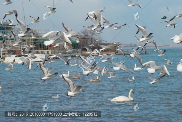 海鷗