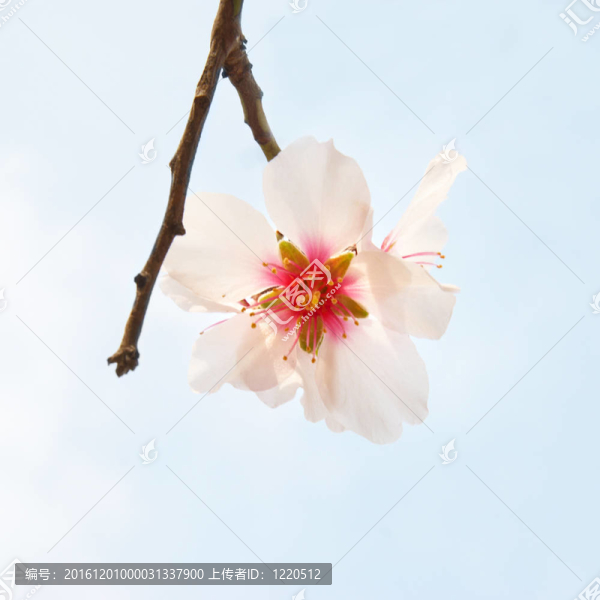 杏仁粉紅花。