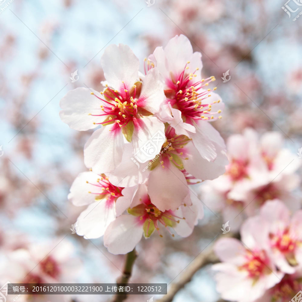 杏仁粉紅花。