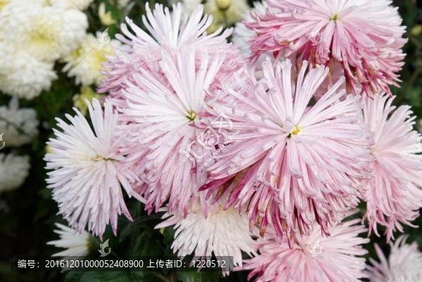 甜美的粉紅色菊花。