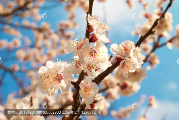 白色的杏花與藍(lán)色的天空