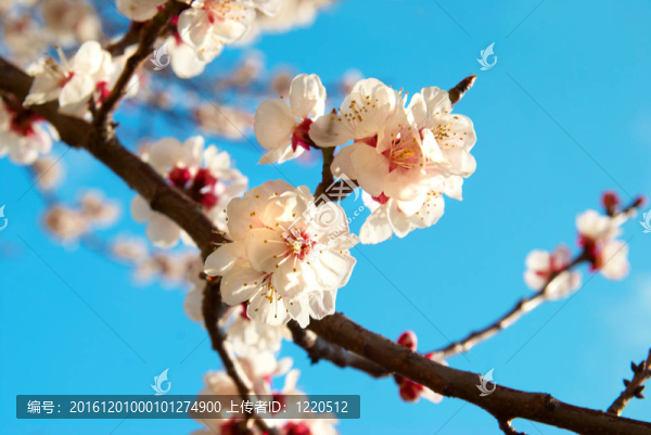 白色的杏花與藍(lán)色的天空