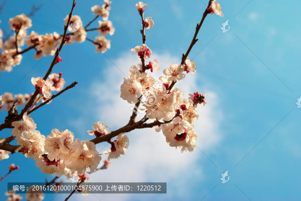 白色的杏花與藍色的天空