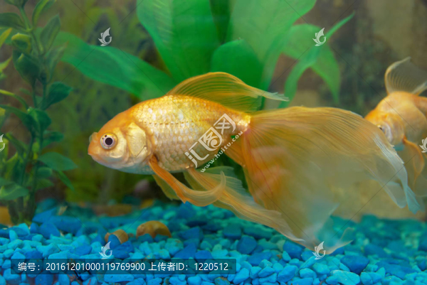 熱帶金魚