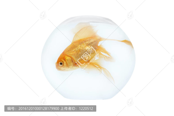 魚缸里的金魚