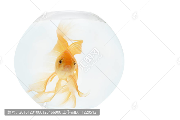 魚缸里的金魚