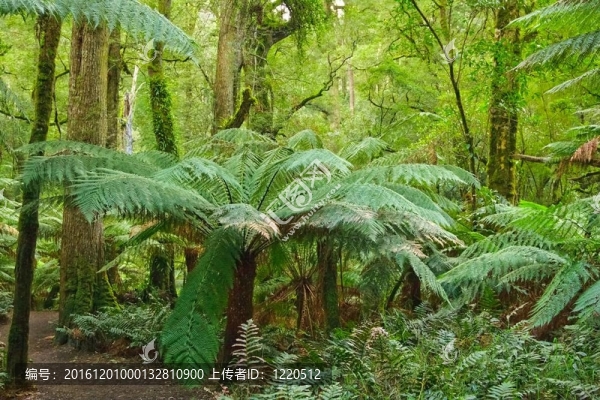 雨林；Victoria；澳大利亞
