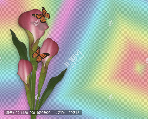 Calla,lily和蝴蝶的彩虹