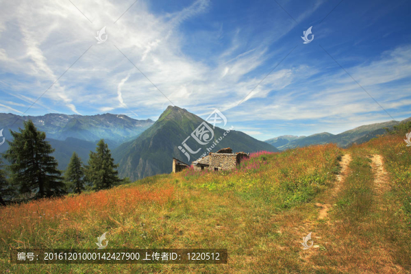阿爾卑斯山的田野和草地。