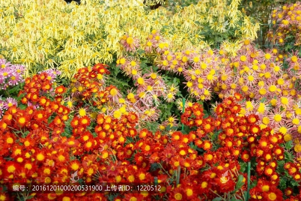 紅色，黃色和橙色的菊花田。