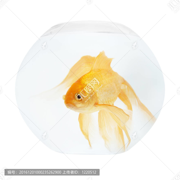 魚缸里的金魚
