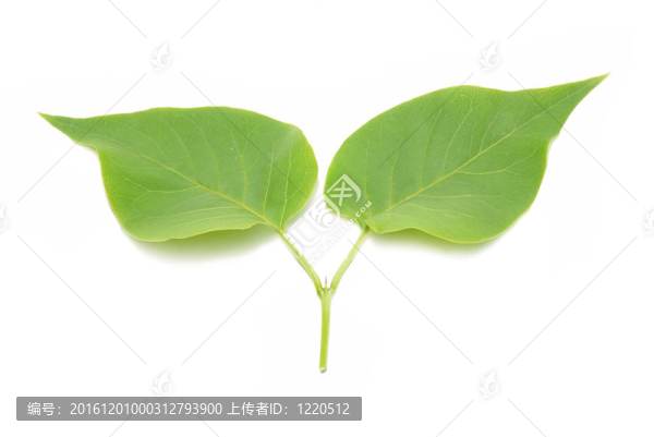 兩個(gè)綠色的丁香葉。