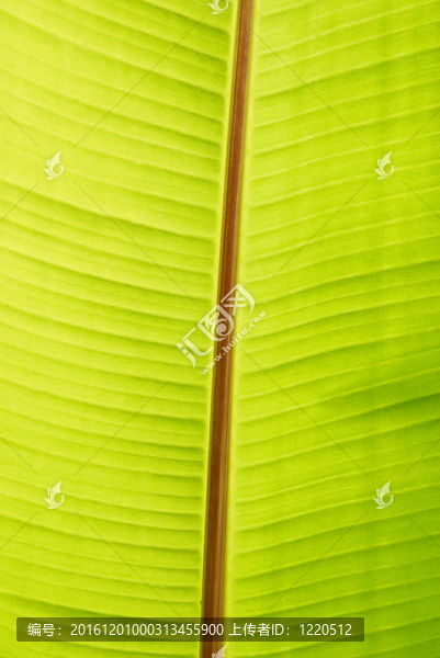香蕉綠葉
