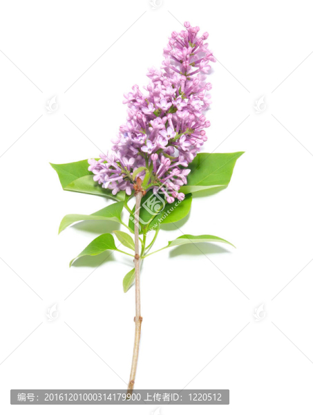 紫丁香樹枝
