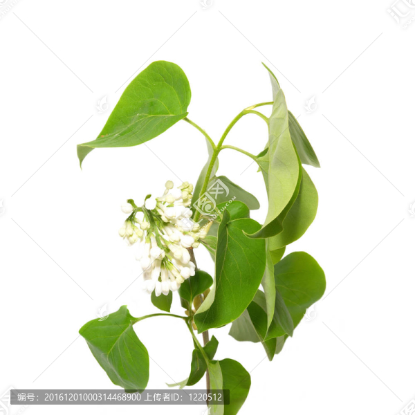 丁香枝