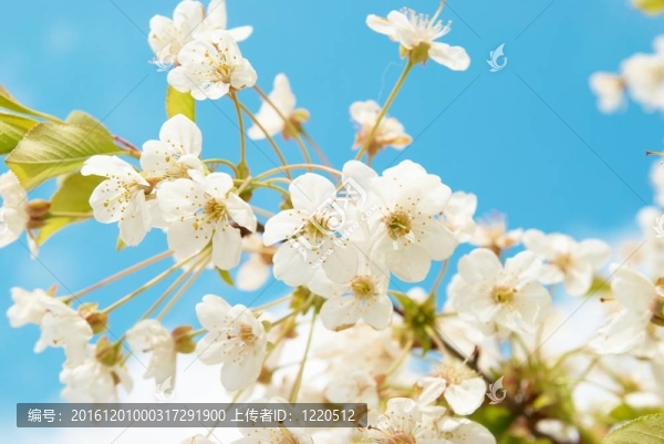 白色的櫻花