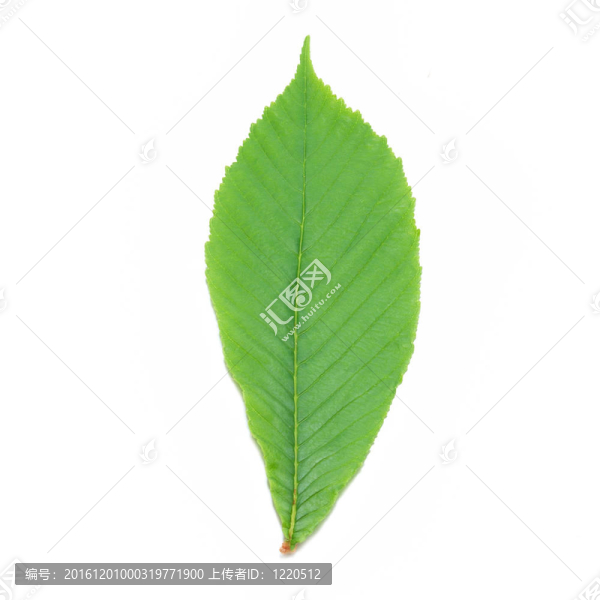 綠色栗葉