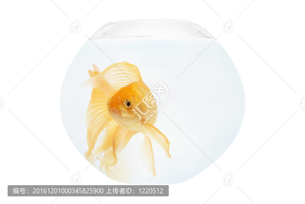 魚(yú)缸里的金魚(yú)