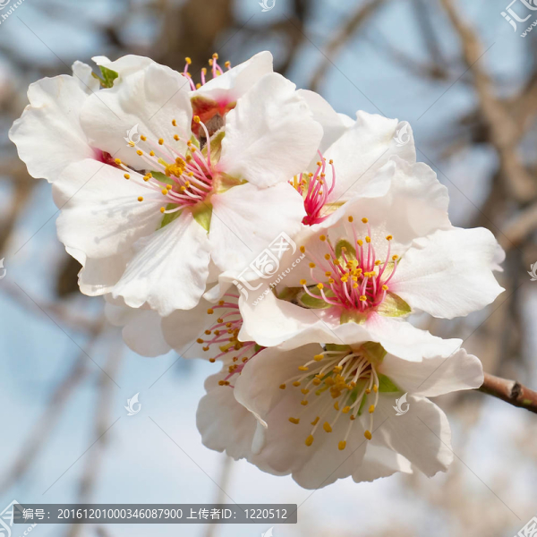 杏仁粉紅花。