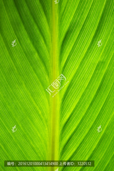葉的紋理