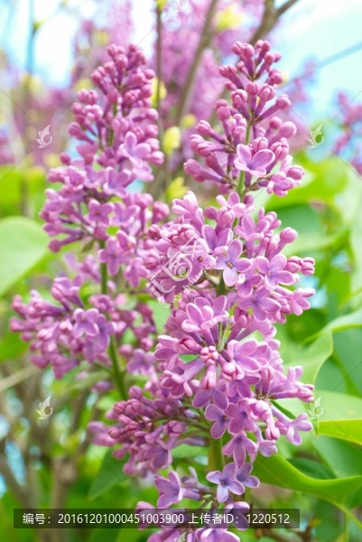 紫丁香樹(shù)枝