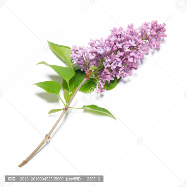 紫丁香樹枝