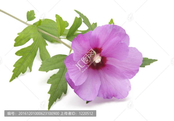 紫羅蘭花