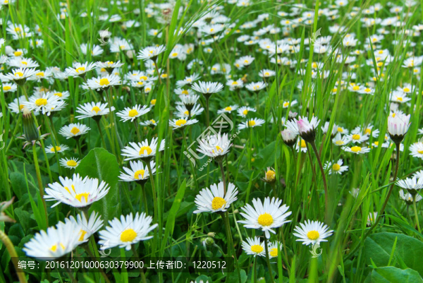 菊花輪宏