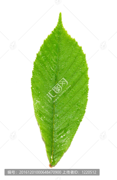 綠色濕栗葉。