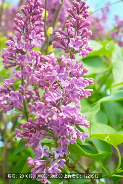 紫丁香樹枝