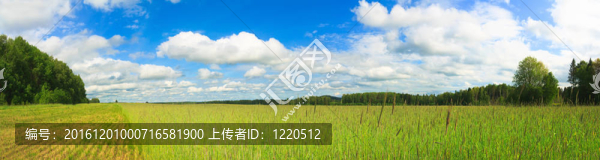 麥田的全景