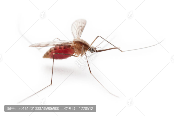 昆蟲或蟲蚊