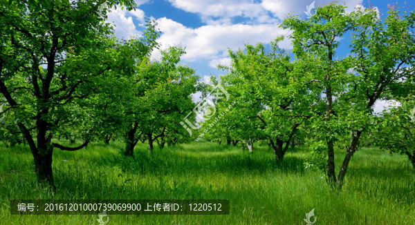 大領(lǐng)域的樹木