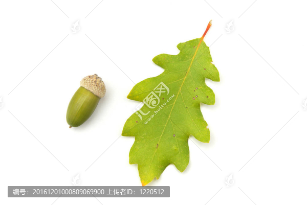 孤立的橡子。