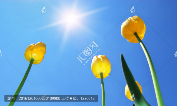 天空背景下的郁金香。
