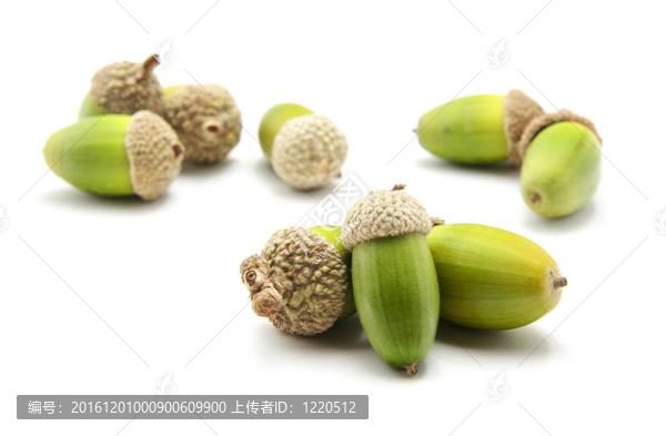 孤立的橡子