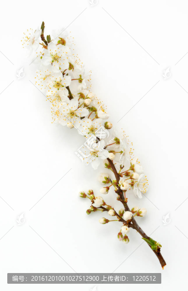 樹孤立分支