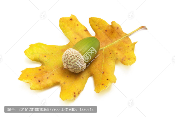 孤立的橡子