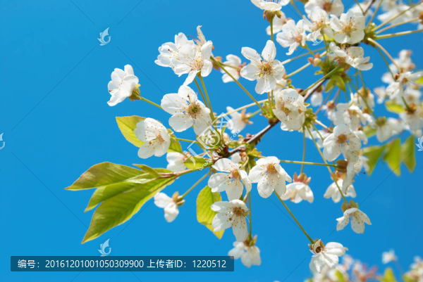 白色的櫻花