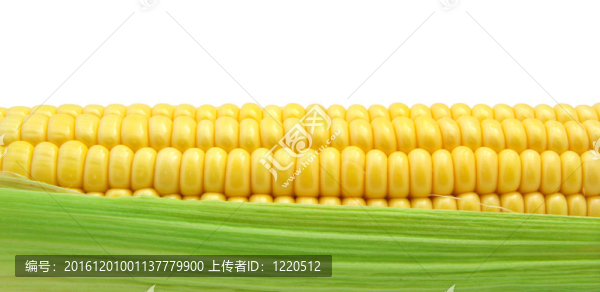 孤立的玉米