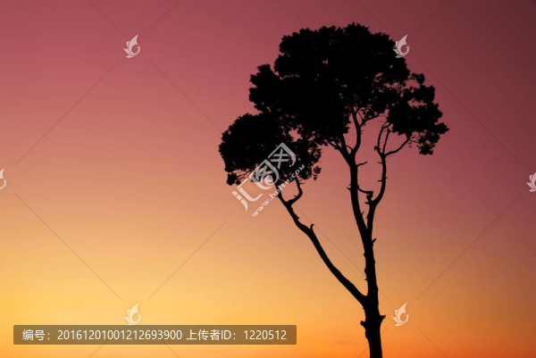 樹的剪影