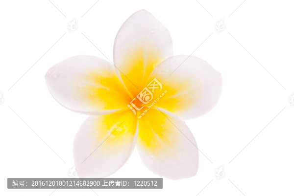 孤立的單黃熱門預(yù)訂鮮花