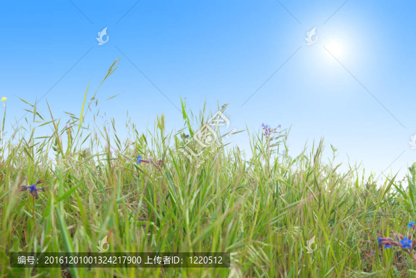 綠色的草與藍(lán)天的陽光