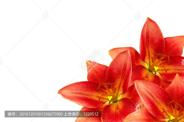 由橙色百合百合花的框架