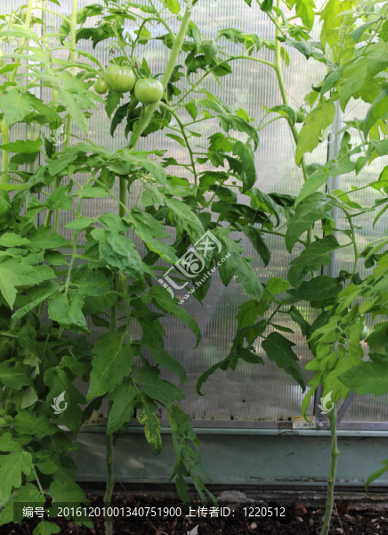 溫室里的西紅柿