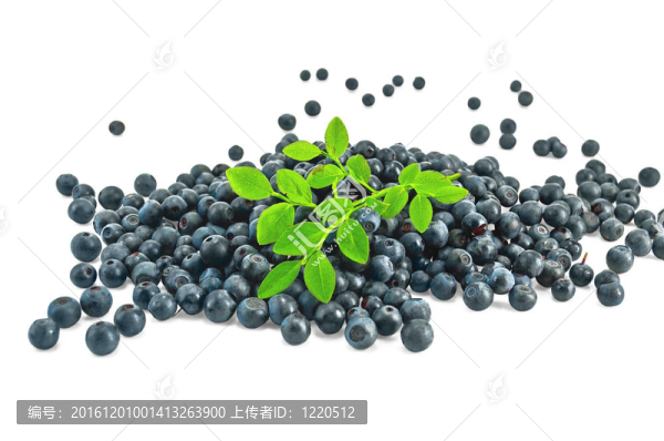 用一根樁的藍莓