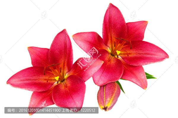 紅色的百合花
