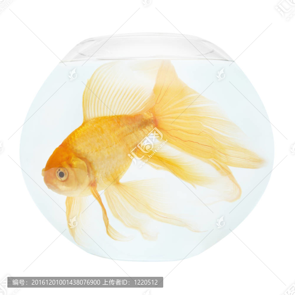 魚缸里的金魚