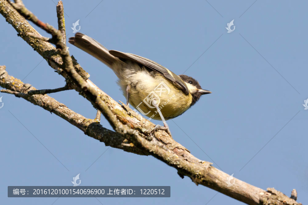 大山雀（Parus,major）分支的藍(lán)天